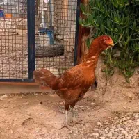 مرغ لاری از نسل قصاب