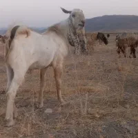 چپش پازن