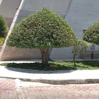 هرس کار