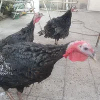 ۳ عدد بوقلمون جوان کاملا رگانیک