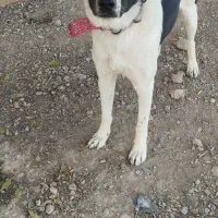 توله ماده ۱۰ماهه افغان دم کل|سگ|نوبران, |دیوار