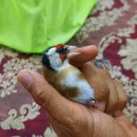 سهره چونه سفید|پرنده|پاکدشت, پاکدشت (مامازند)|دیوار