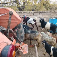 بز و بزغاله و چپش