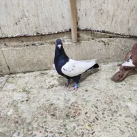 سینه دوک سفید پرشی کاکلی