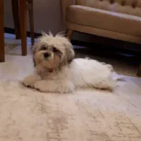 واگذاری شیتزو