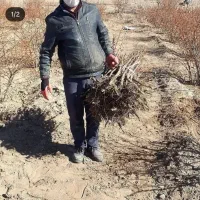 فروش نهال زرشک و عناب
