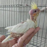 جوجه لوتینوفقط لوتینوسرلاکی ودم دونخور