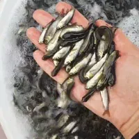 عرضه ماهی بدون واسطه|ماهی|تبریز, |دیوار