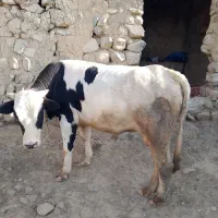 گوساله نر قیمت ۲۵۰