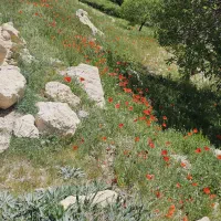 طراحی فضای سبز و محوطه