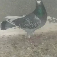 کبوتر چادری .یک جفت مساحتی|پرنده|صفادشت, |دیوار