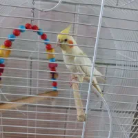 عروس هلندی|پرنده|اراک, |دیوار