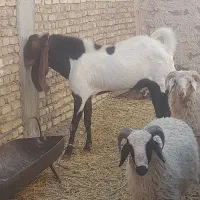 بره نر ،قوچ چینی،نر بز اصل|حیوانات مزرعه|رفسنجان, |دیوار