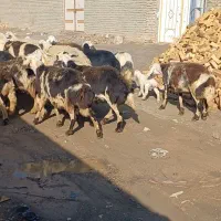 میش کله سفیدپلنگی|حیوانات مزرعه|زاوه, |دیوار