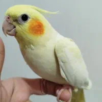 طوطی عروس هلندی