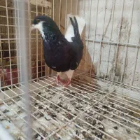 خوشرنگ|پرنده|اهرم, |دیوار