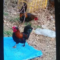 خروس|حیوانات مزرعه|نوشین شهر, |دیوار