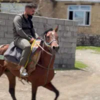 اسب کوردی یورقه تند