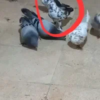 کبوتر