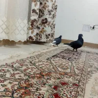 نرماده قلدور همه چی تموم زاغ دم سفید درشت کشیده|پرنده|تربت جام, میان جام|دیوار
