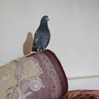 نر سبز پاکستانی به ضمانت