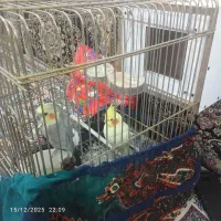 عروس هلندی زیبا ارزون|پرنده|خرمدشت, |دیوار