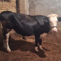 گاو شیری شکم اول با گوساله