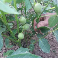 انواع نهال مثمر وغیر مثمر