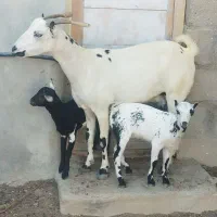 یک عدکهره جمولی