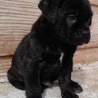 کن کورسو|سگ|رباط‌کریم, رباط‌کریم|دیوار