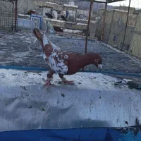 کبوترمیلیمنز