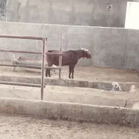 فروش بز نژاد دار با قیمت مناسب و استثنایی