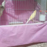 خورموج لنگک قناری نرمست تک رنگ ۱۸۰۰۰۰۰۰|پرنده|خورموج, |دیوار