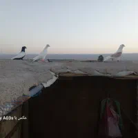 کفتر بوم|پرنده|چناران, |دیوار