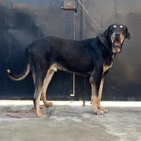 پژدر نر نگهبان