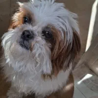 واگذاری سگ .