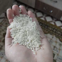 برنج هاشمی درجه یک خواهشن آگهی رو خوب بخوانید|خوردنی و آشامیدنی|سنگر, |دیوار