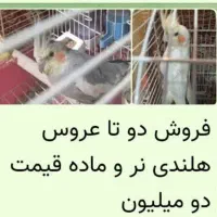 عروس هلندی نروماده