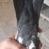 دم شلواری سیاه|پرنده|بهبهان, |دیوار