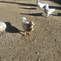 کوهی نر|حیوانات مزرعه|جوکار, |دیوار