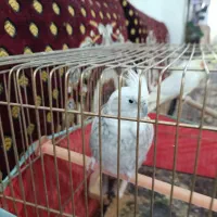 پرنده فروش فوری