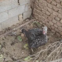 بوقلمون ماده به شرط تخم