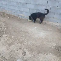 سگ پا کوتاه سگ نگهبان