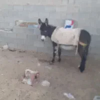 فروش الاغ ماده گله ای جوون|حیوانات مزرعه|خرم بید, |دیوار