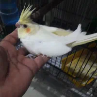 عروس|پرنده|رامشیر, |دیوار
