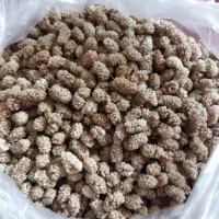 توت خشک محلی