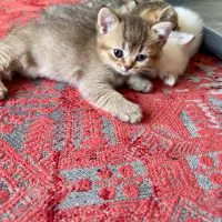 بچه گربه‌های اصیل و زیبای بریتیش