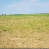 اجاره ۴۸ هکتار زمین کشاورزی شعیبیه شوشتر|اجارهٔ دفتر صنعتی، کشاورزی، تجاری|دزفول, |دیوار