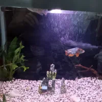 پنج عدد ماهی آکواریومی گوشت خوار همه باهم 200