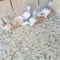 سوسنی دم سفید یا کاغذی دم سفید|پرنده|شیراز, دروازه قران|دیوار